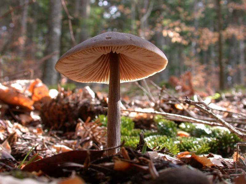 Mycoflora Toscana - Funghi  del tardo inverno e primaverili